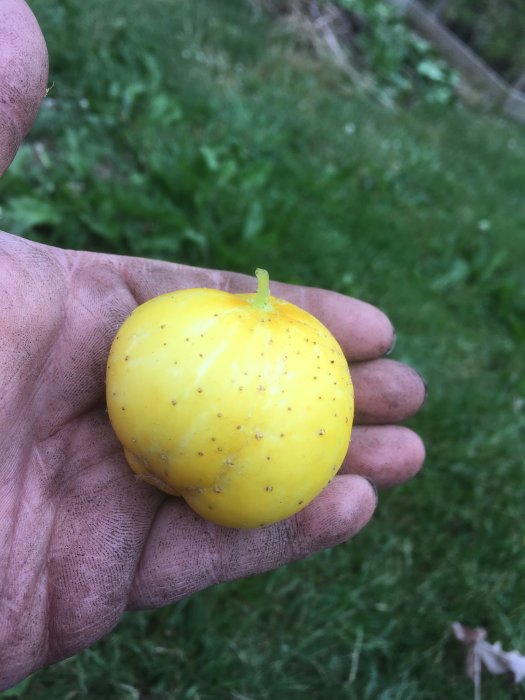 En hand håller en gul äppelgurka med gräs i bakgrunden.