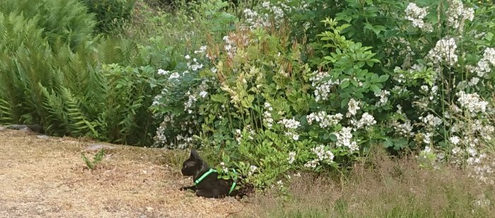 Katt i sele sitter i en trädgård och tittar bort, omgiven av gröna växter och vita blommor.