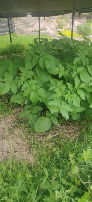 Potatisplantor som växer i en trädgård under en studsmatta, omgivna av grönt gräs och bakgrund av stenplattor.