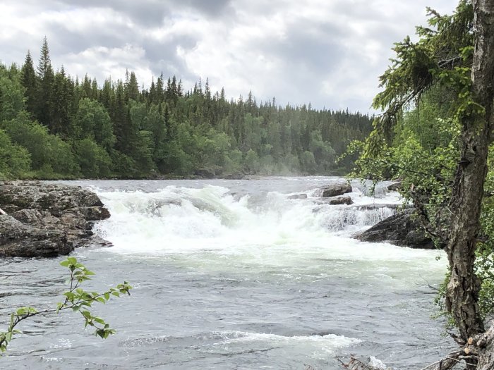 Bubblande fors i skogsmiljö med synliga klippor och grönskande träd.