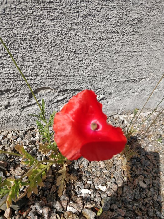 Röd vallmoblomma utan prickar som växer framför en grå betongvägg och grusig mark.