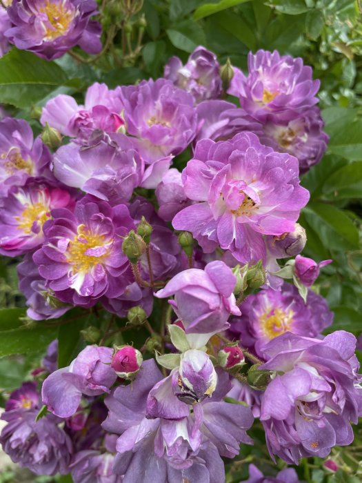 Klätterrosor 'Veilchenblau' i nyanser av lila och rosa med synliga ståndare och bladverk.