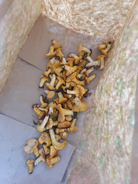 Samling nyss plockade kantareller i en papperspåse.