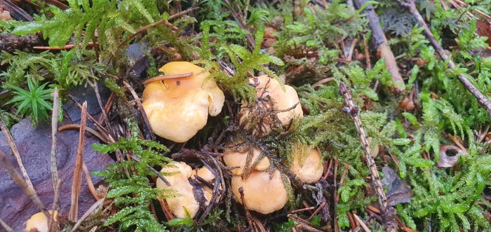 Gula svampar växer bland mossa och barr i en skogsmiljö.