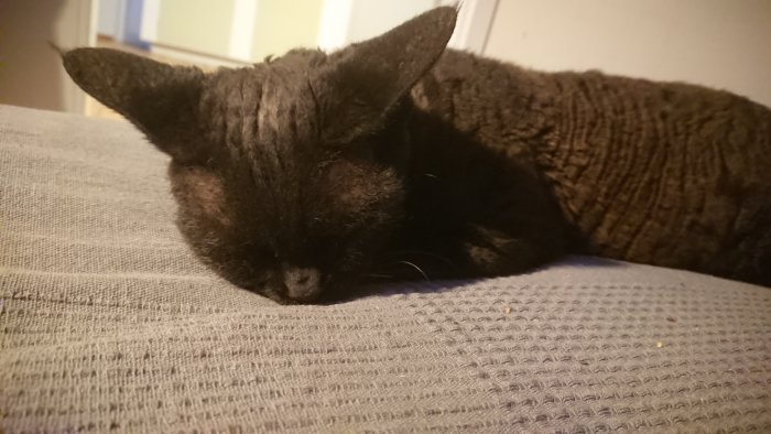 En trött svart katt som sover på en grå soffa.