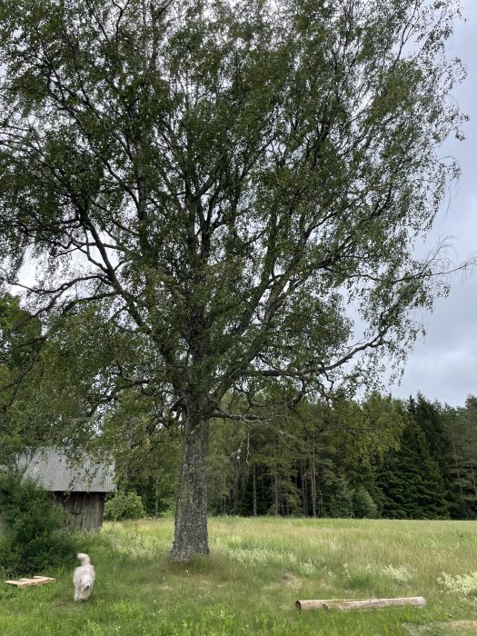 Stor björk med tjock gren till höger, lämplig för gungupphängning, med hund och landskap i bakgrunden.