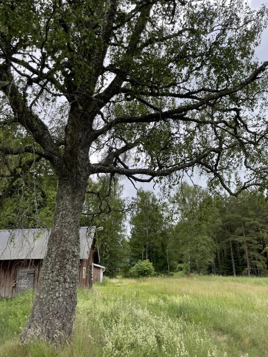 Stor björk med tjock gren för gungmontering, äng och skog i bakgrunden samt gammalt rött trähus.