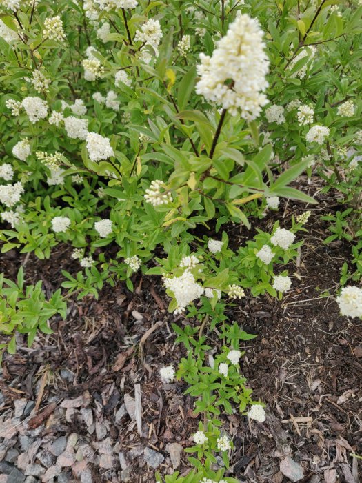 Ligusterbuske med vita blomklasar och gröna blad, några blad med gula fläckar. Mulch och småsten nära basen.