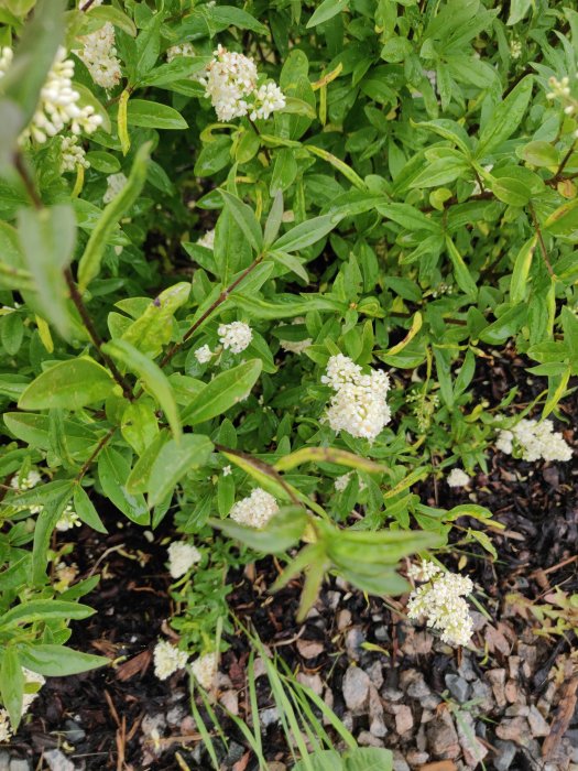 Ligusterbuske med gröna blad och vita blomklasar mot en bakgrund av småsten.