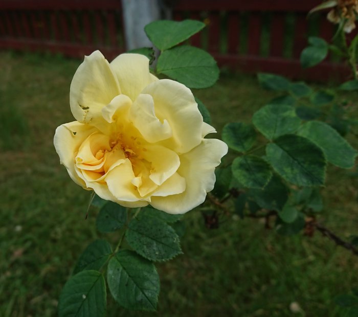 Gul Dagmar Hastrup-ros i närbild från en blandad friväxande roshäck.
