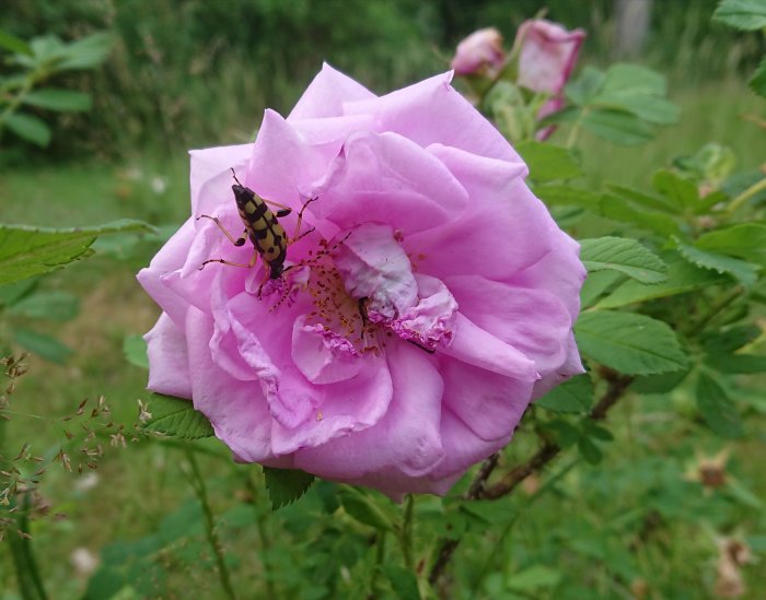 Rosa rugosa 'Dagmar Hastrup' med en skalbagge, i en blandad roshäck som gynnar pollinerare och vinterdjur.