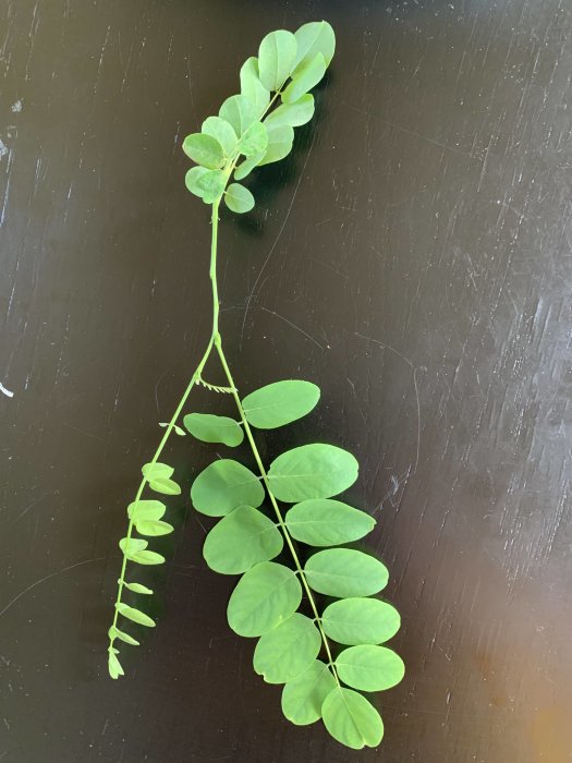 Gren med gröna, rundade blad på mörk bakgrund, fråga om trädsort.