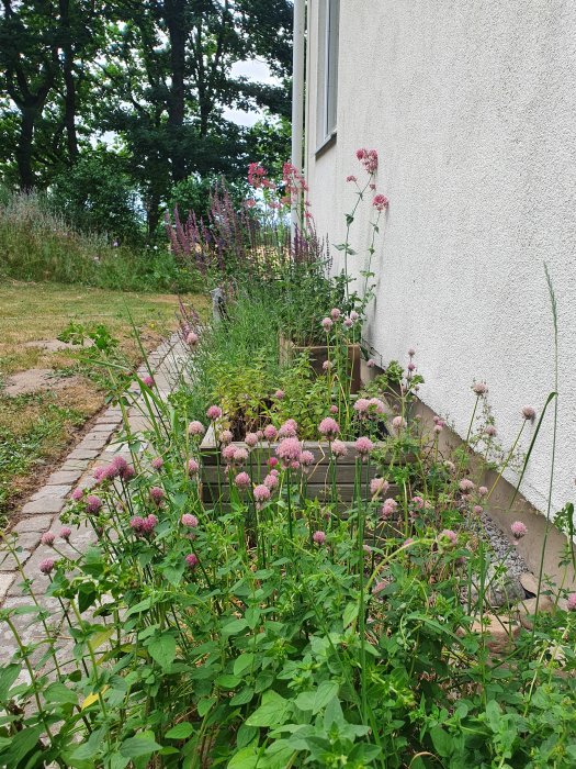 Blomstrande växter vid en husvägg med en grusgång och grönområde i bakgrunden, vilket antyder en blomsteräng.