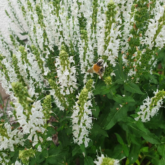 Humla på vita blommor i en trädgårds blomsteräng.