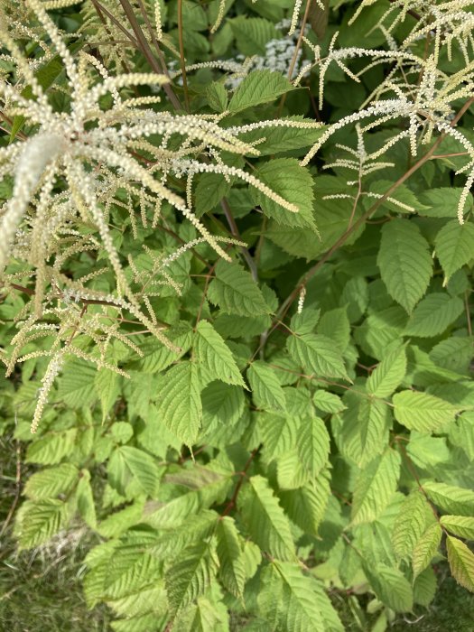 Närbild av gröna blad och blomställningar i en busk.