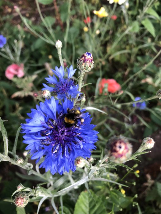 Blå kornblomma med en humla på i en lummig äng med blandade blommor.