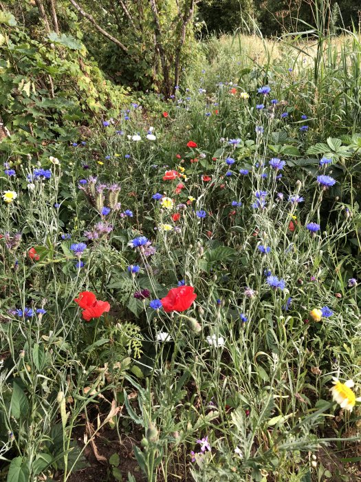 En blomstrande äng full av olika färgglada blommor, däribland röda vallmo och blåklint.