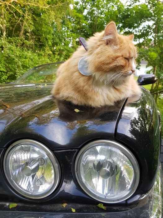 En röd katt sitter på motorhuven av en svart bil.