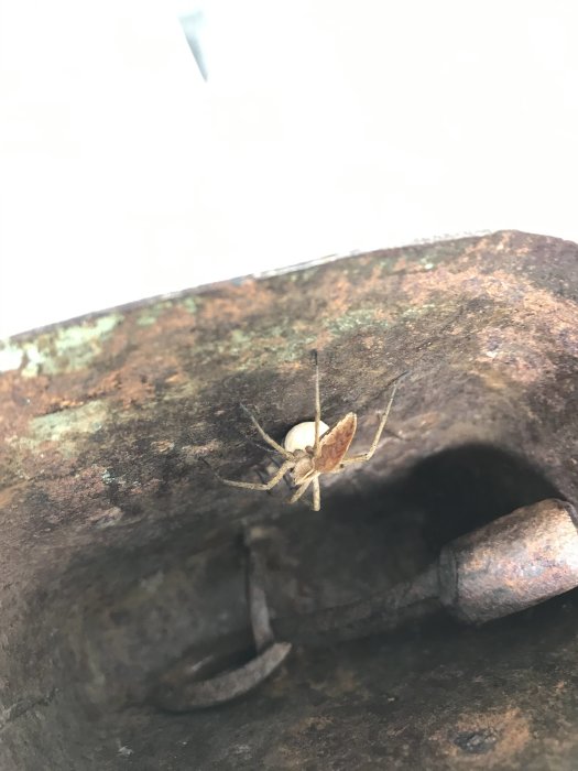 Spindel med äggboll i en rostig kobjällra, överexponerat foto.