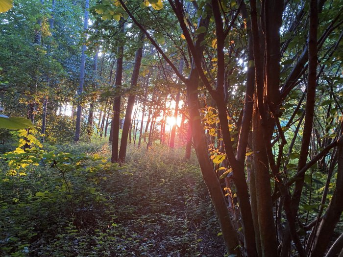 Solnedgång som lyser genom träd under en joggingtur i skogen.