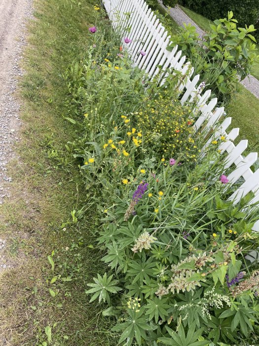 En vildvuxen trädgårdsdel med blandade blommor bredvid ett vitt staket.