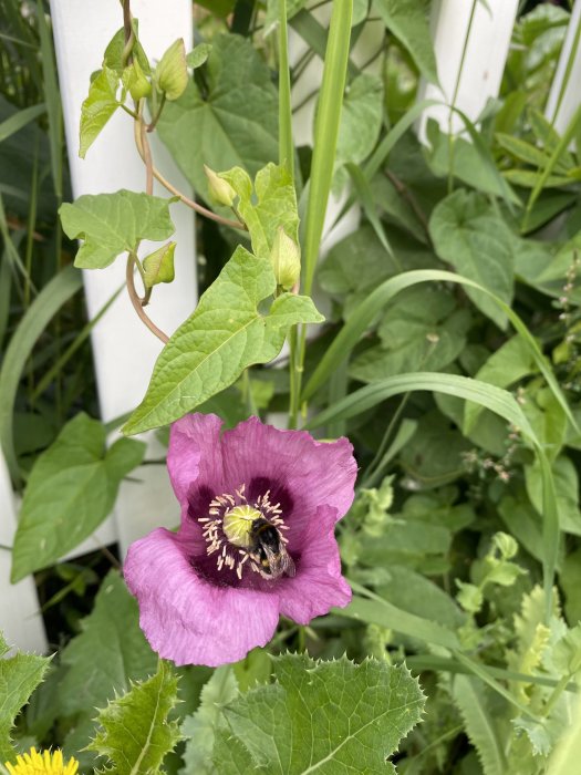 En humla pollinerar en lila pionvallmo vid ett vitt staket omgiven av gröna blad och gräs.