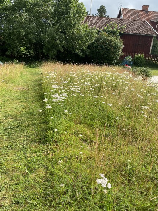 En del av en trädgård omvandlad till äng med vita blommor av rölleka och högt gräs framför ett rött hus.