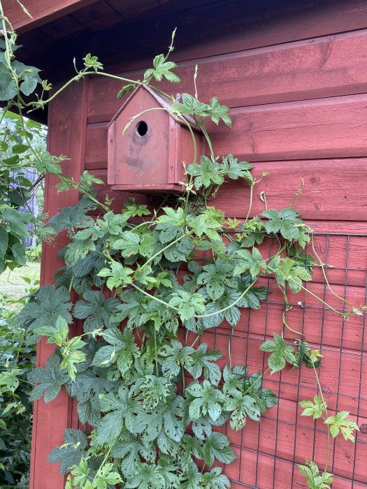 En fågelholk på en röd trävägg omgiven av gröna hoprankor och bladverk.