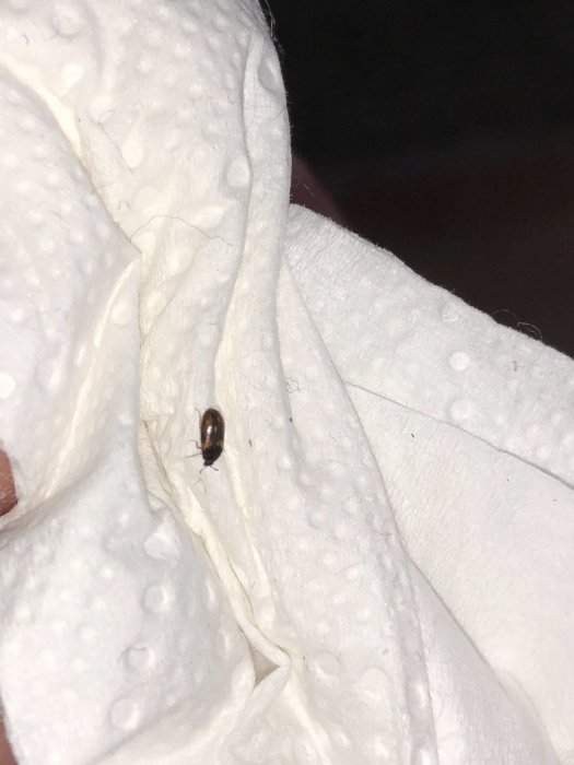 Litet svartbrunt kryp på en vit pappershandduk, närbild för identifiering av skadedjur.
