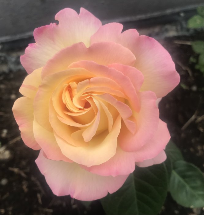 Närbild av en gul och rosa ros i blom mot suddig bakgrund.