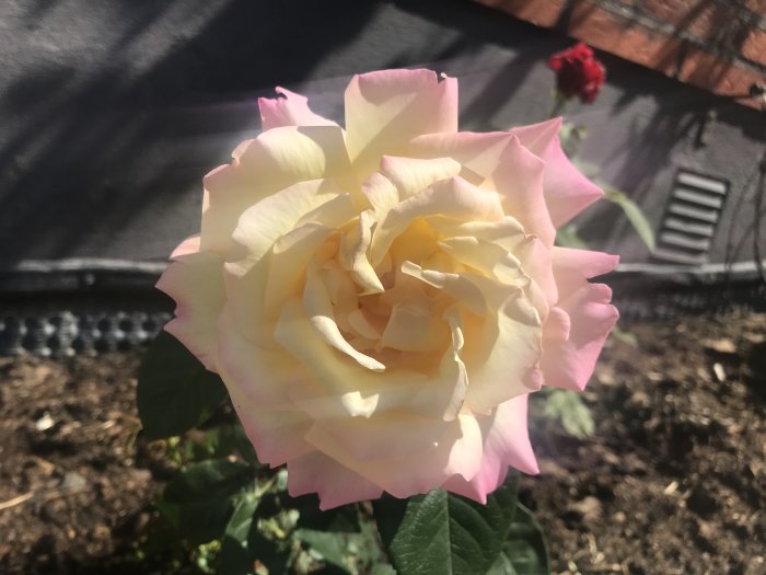 Närbild på en stor ljusrosa ros i en trädgård, solbelyst med mörk bakgrund.