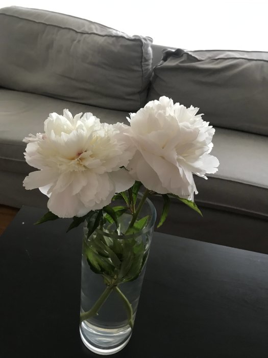 Vita pioner i genomskinlig vas på ett mörkt bord framför en grå soffa.