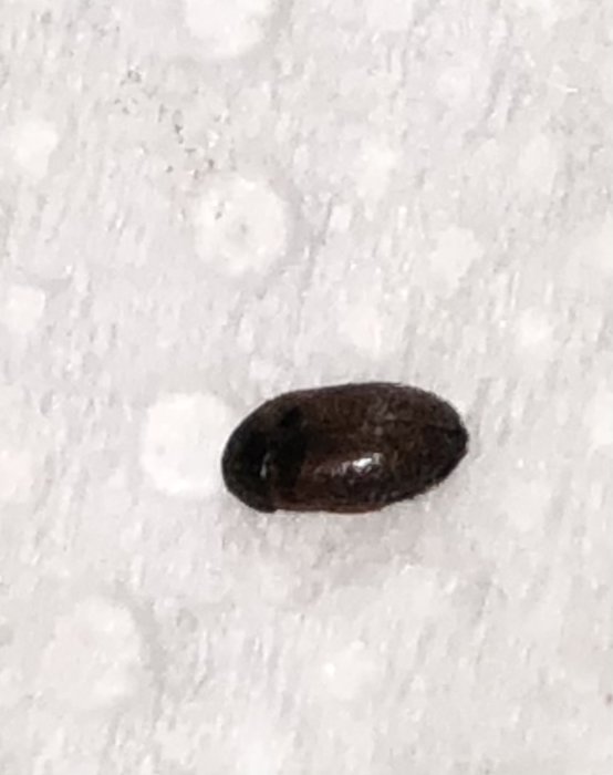 Ett mycket litet, sesamfrö-stort föremål på en grov yta.