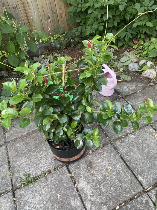 Mandevilla sanderi i kruka på stenlagd yta med gröna löv och röda blommor i trädgårdsmiljö.