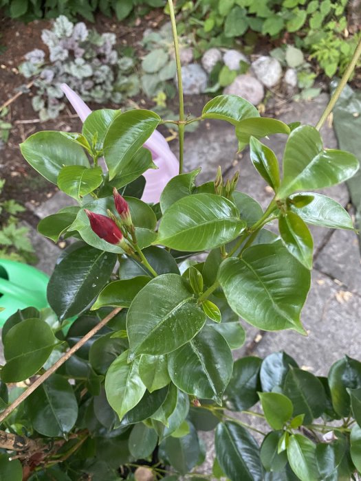 Mandevilla sanderi med blanka gröna blad och röda knoppar i en trädgårdsmiljö.