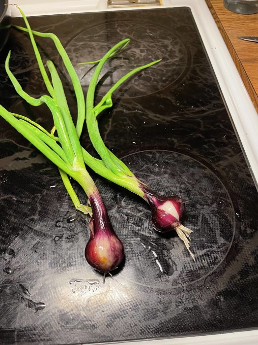 Två nyupptagna lökar med gröna blad på våt spishäll.