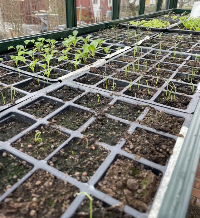 Unge plantor och lök som gror i odlingsbrickor i ett växthus, daterad den 30 mars.