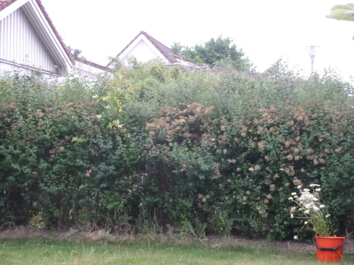 Ovårdad spireahäck framför hus som behöver trimmas, med blommande växt i orange kruka i förgrunden.