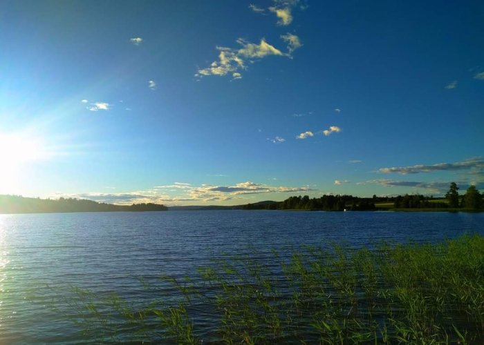 Serent sjölandskap med vass längst fram och skogsbeklädd horisont under klarblå himmel.