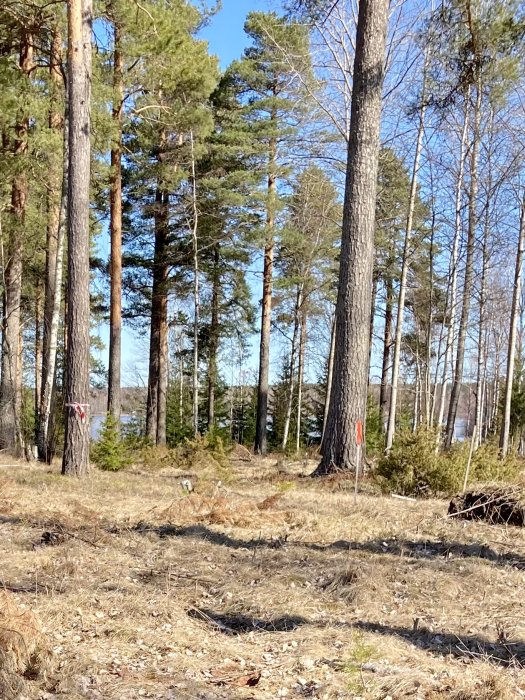 Skogstomt med tallar och barrmark, potentiell plats för trädgårdsdesign och fritidshusbygge.