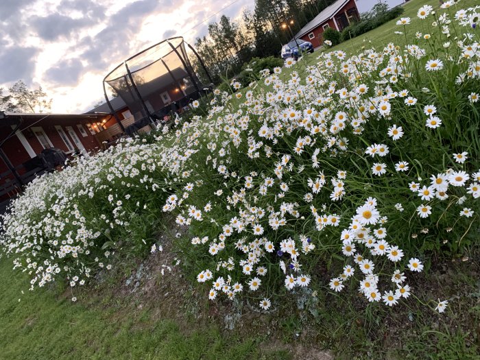 Välutvecklad prästkrageodling framför hus med kvällshimmel i bakgrunden.