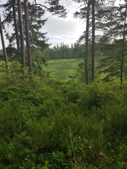 Täta gröna buskar och blåbärsris i skogsmiljö där en liten valp kan gömma sig.