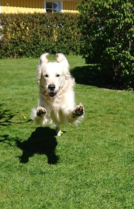 En vit golden retriever som springer mot kameran med frambenen i luften och ett glatt ansiktsuttryck.