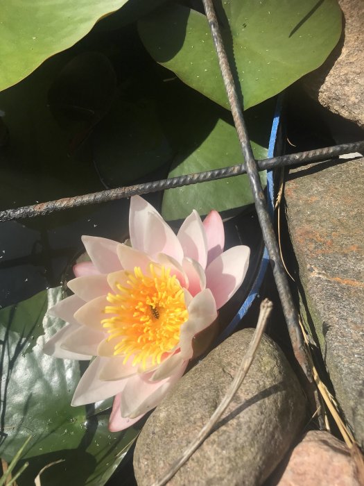 Näckros med rosa blomblad och gul mitt i en damm med stenar och blad.
