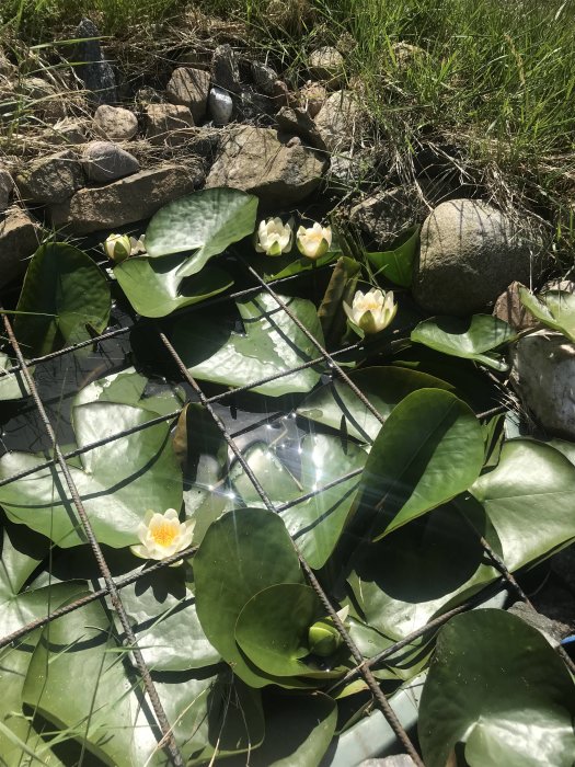 Näckrosor och blad i damm med nätöverdrag, omringade av stenar och gräs.