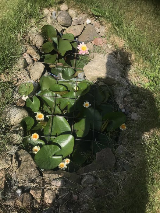 En hemmagjord damm omgiven av stenar med näckrosblad och blommor.