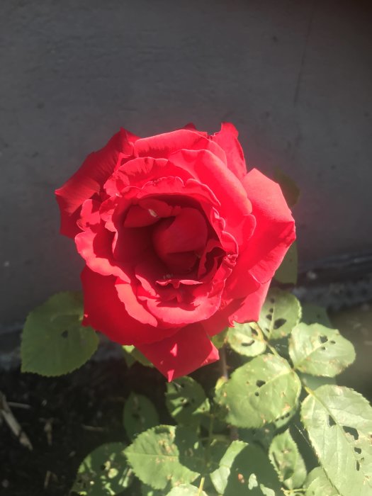 En blommande röd ros med orörda kronblad och några gröna blad med synliga skador, solbelyst mot en suddig bakgrund.