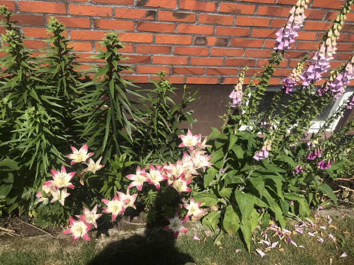 Blommande trädgård med rosalila klockor och ljusrosa dagliljor framför tegelvägg.