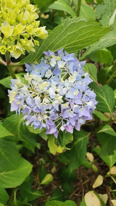 Blommande hortensia med blå och vit färgnyans omgiven av gröna blad.