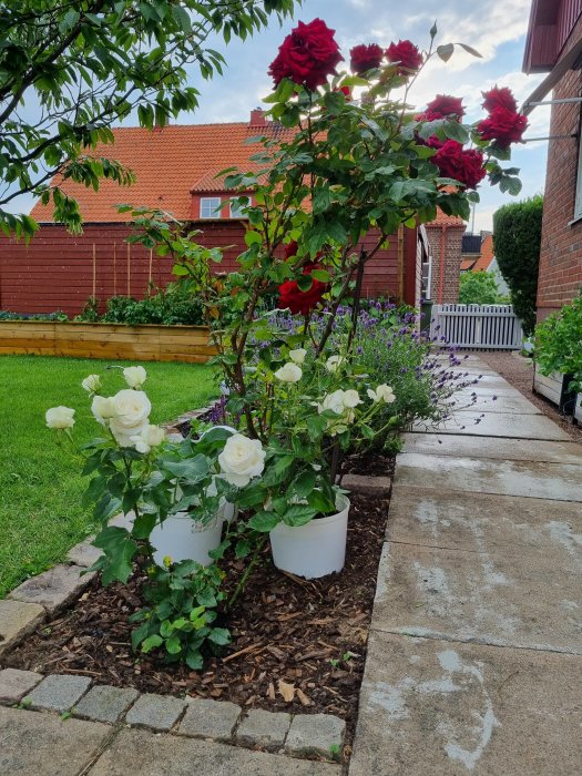 Nyplanterade Karen Blixen-rosor i trädgård, med röda blommor högst upp och vita i krukor.